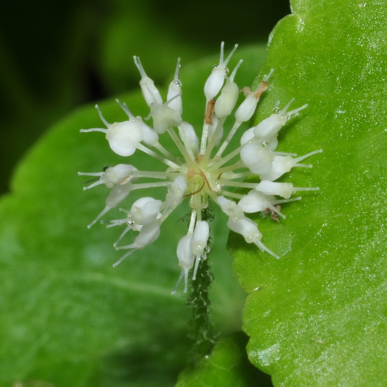 Araliaceae Hydrocotyle leucocephala