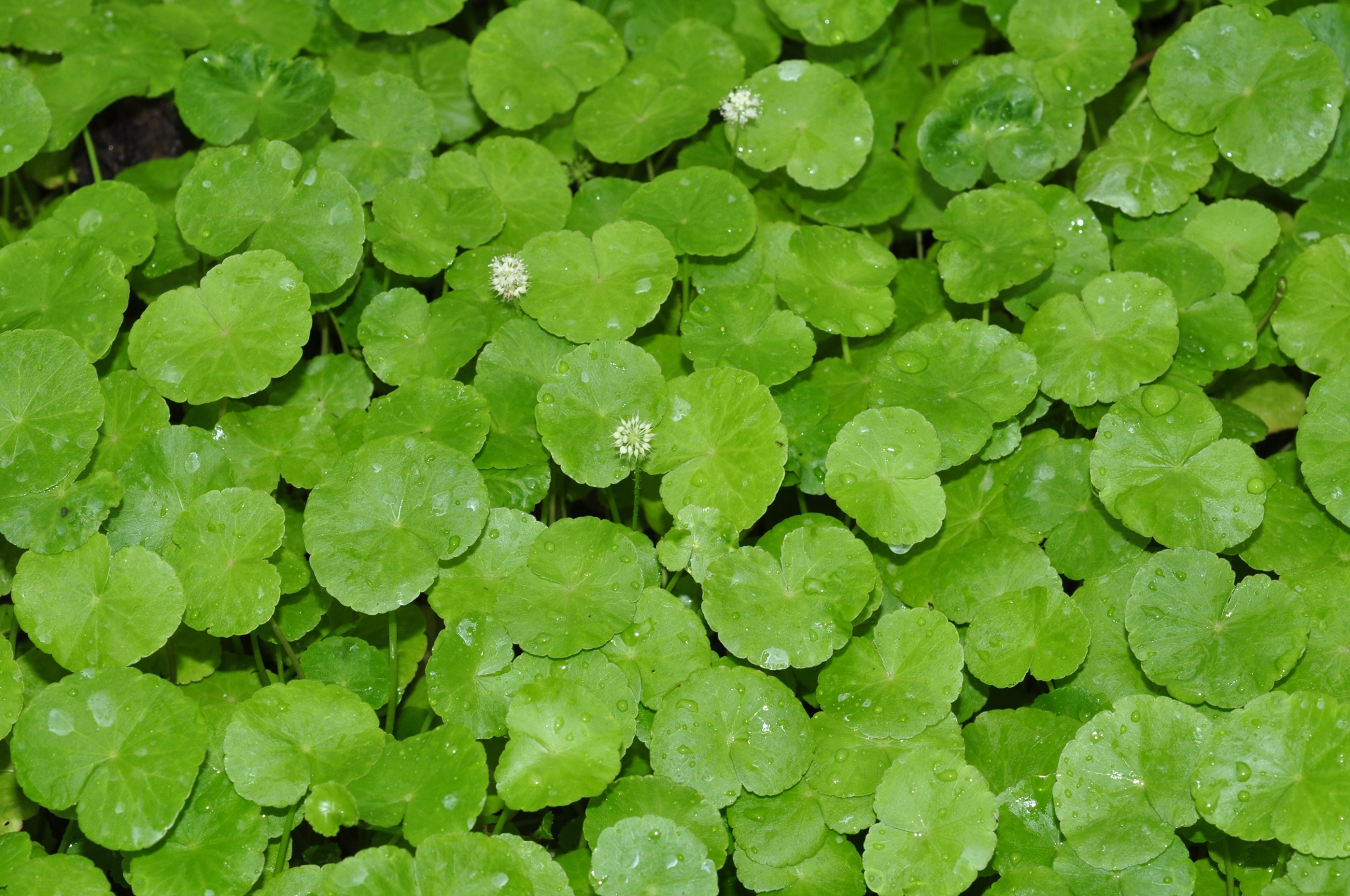 Araliaceae Hydrocotyle leucocephala