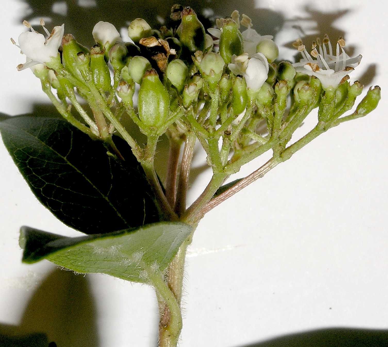 Adoxaceae Viburnum tinus