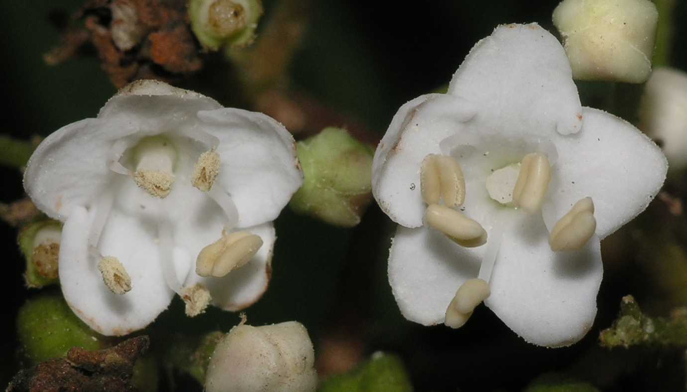 Adoxaceae Viburnum tinus