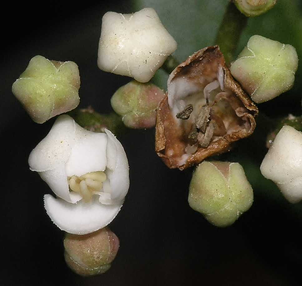 Adoxaceae Viburnum tinus