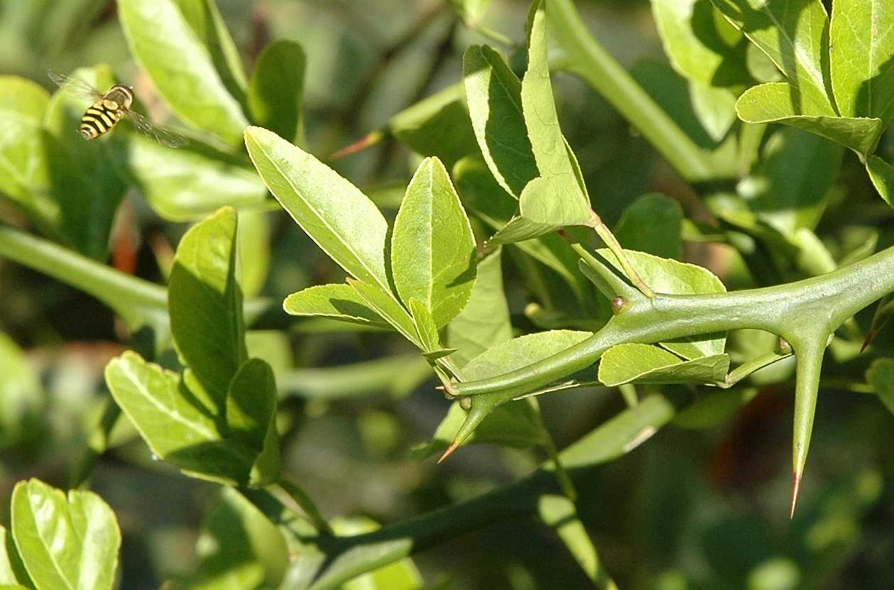 Rutaceae Poncirus trifoliata