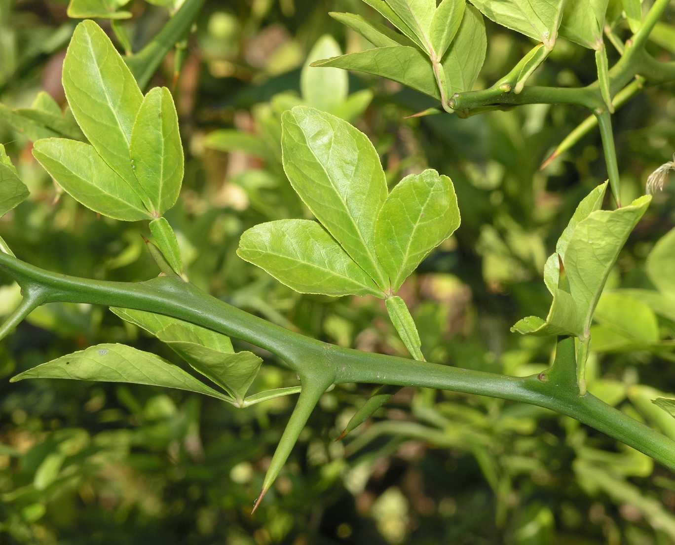 Rutaceae Poncirus trifoliata