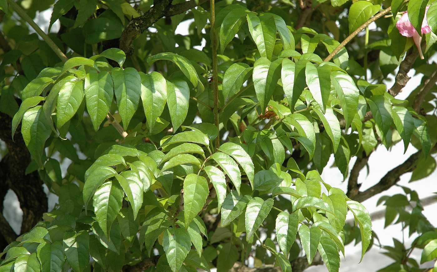 Bignoniaceae Pandorea ricasoliana