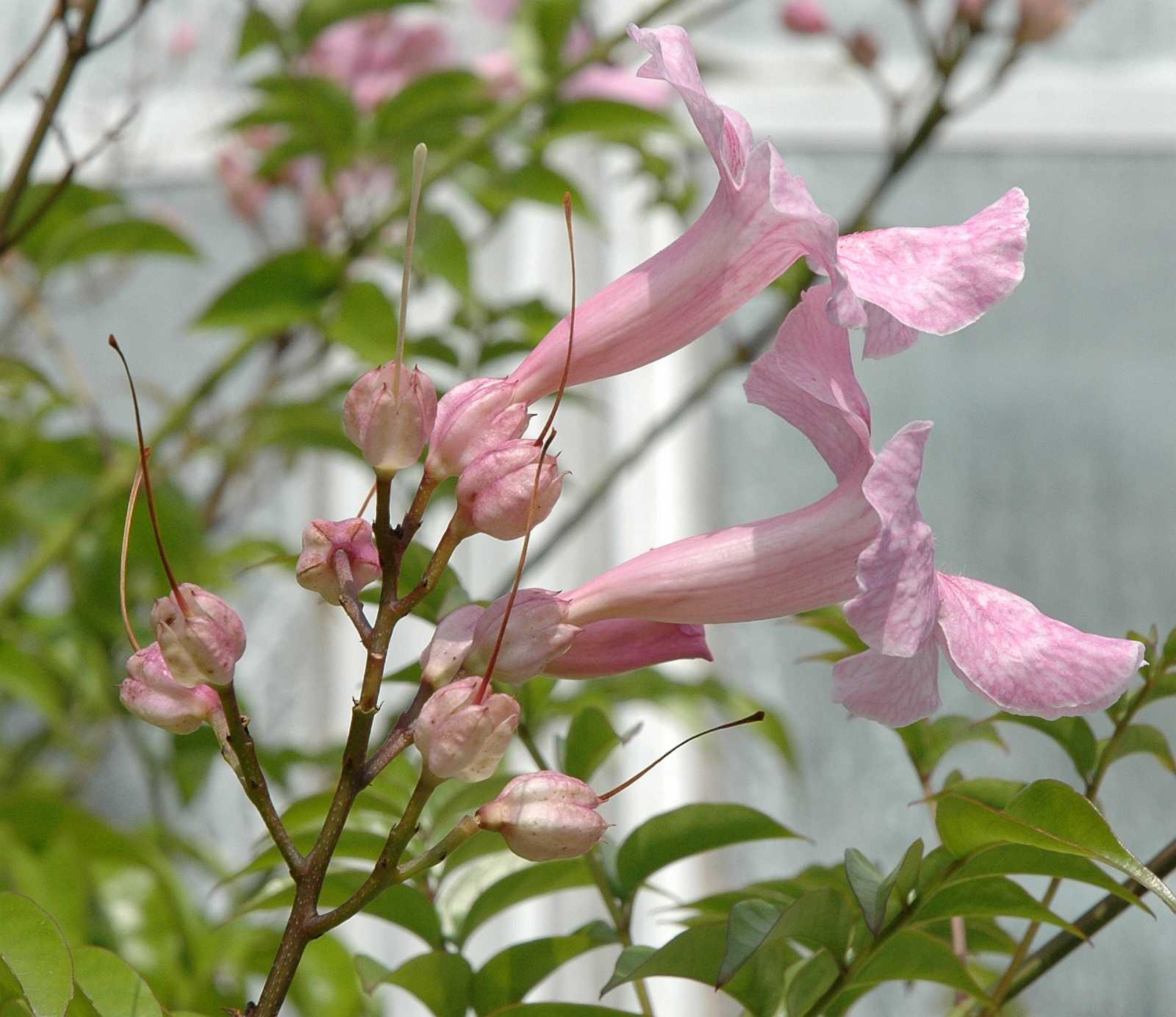 Bignoniaceae Pandorea ricasoliana