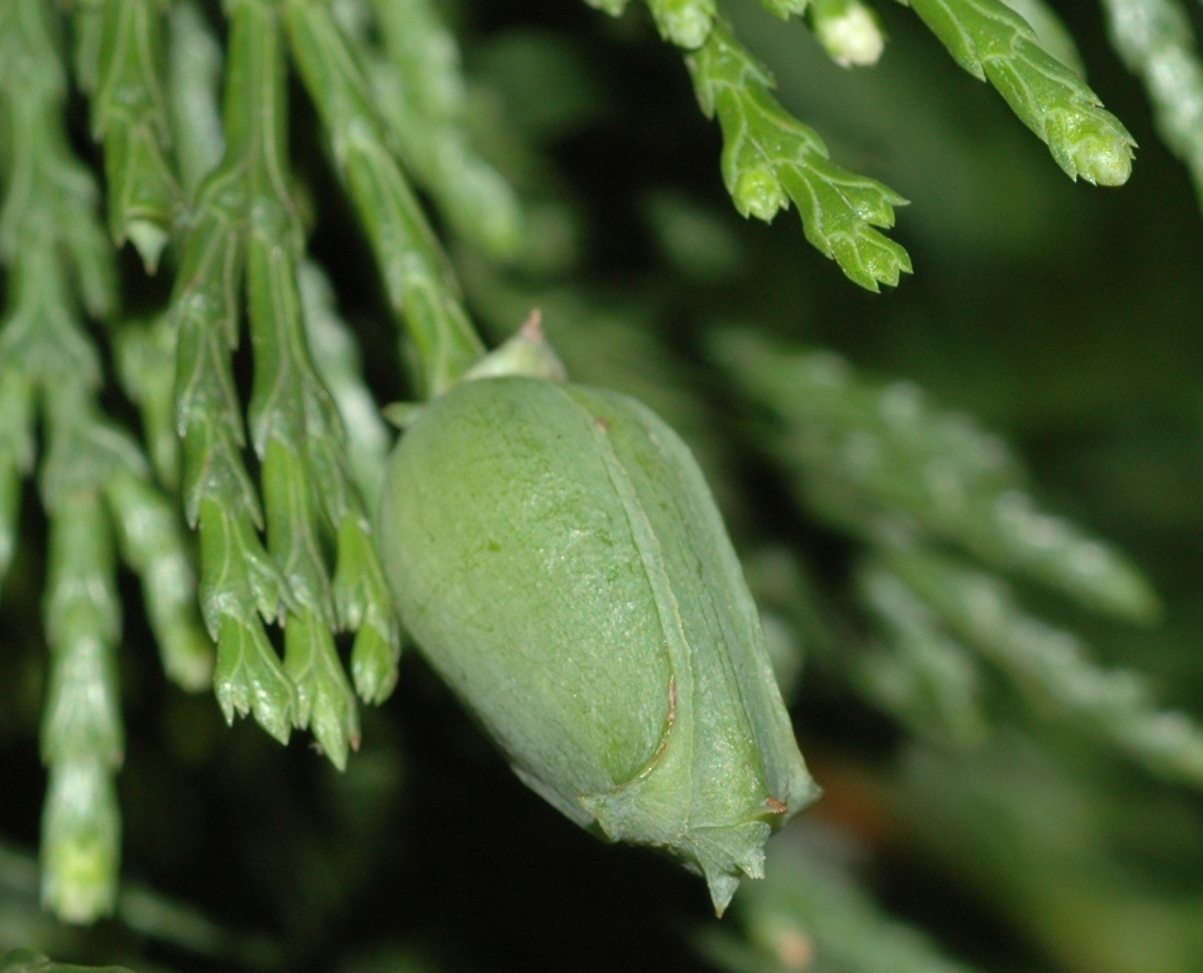 Cupressaceae Calocedrus decurrens