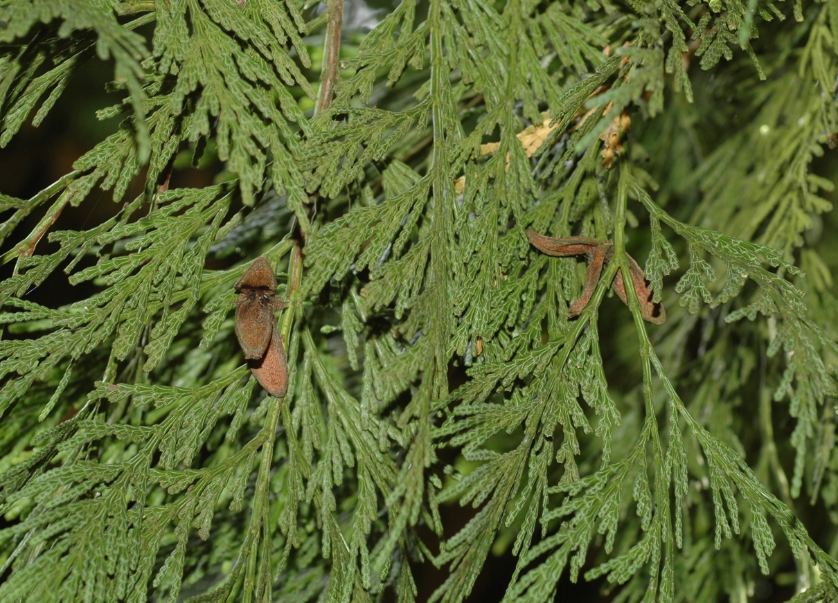 Cupressaceae Calocedrus decurrens