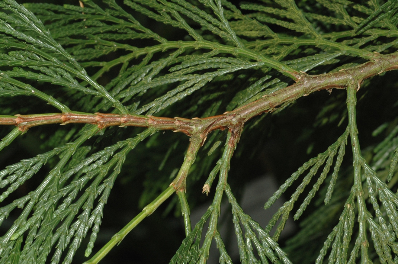 Cupressaceae Calocedrus decurrens