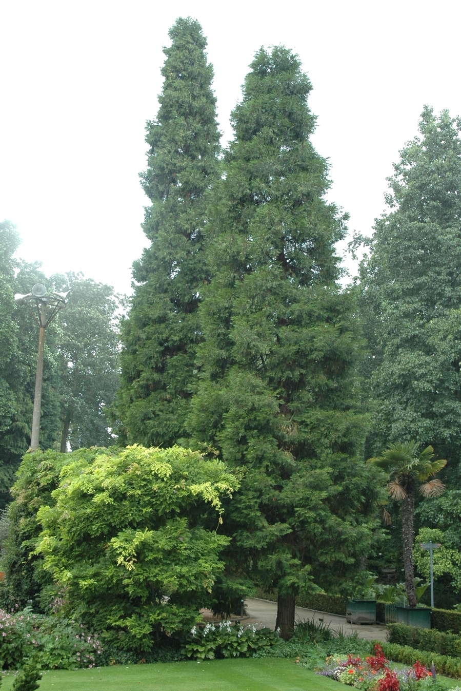 Cupressaceae Calocedrus decurrens