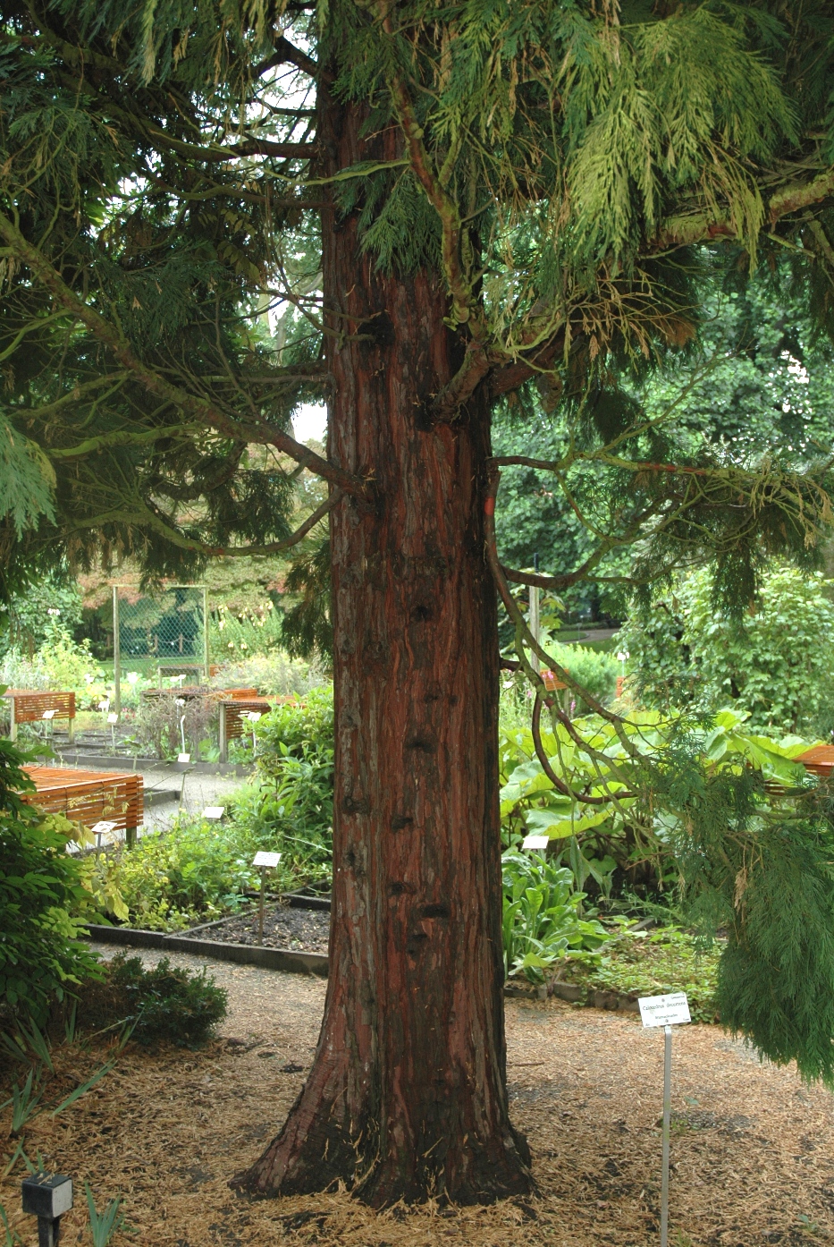 Cupressaceae Calocedrus decurrens