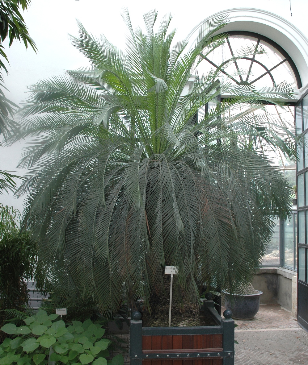 Zamiaceae Macrozamia communis