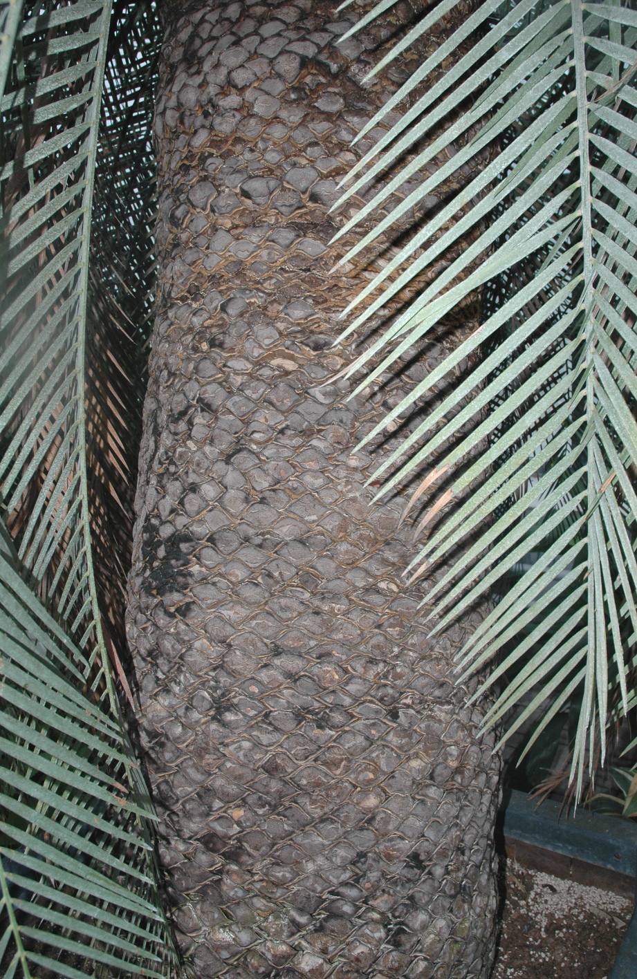 Zamiaceae Macrozamia communis
