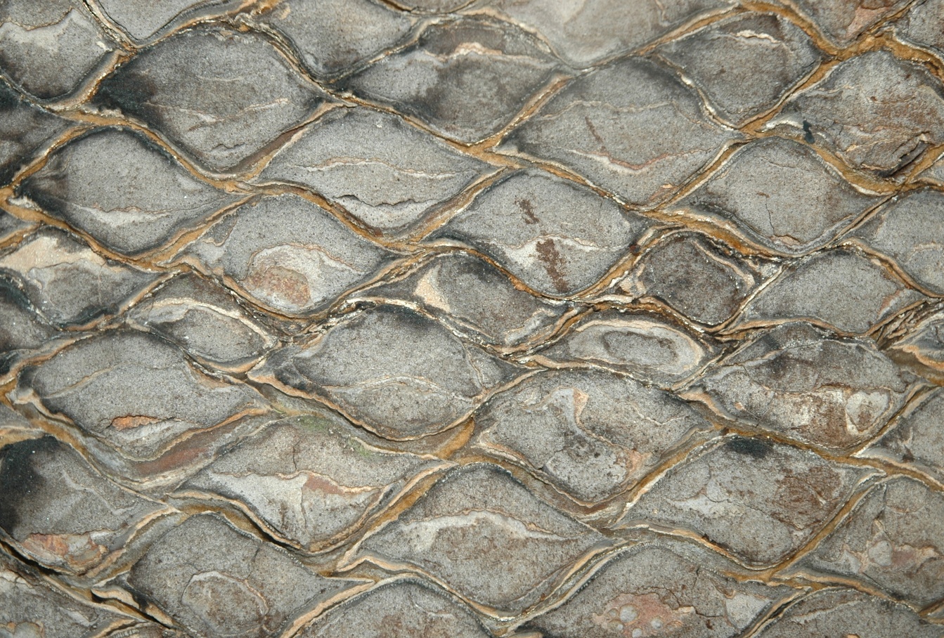 Zamiaceae Macrozamia communis