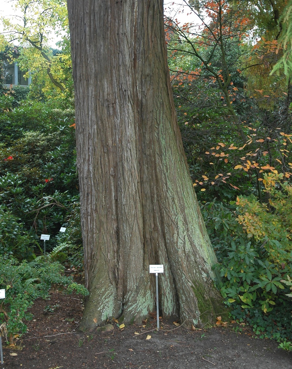 Cupressaceae Taxodium distichum