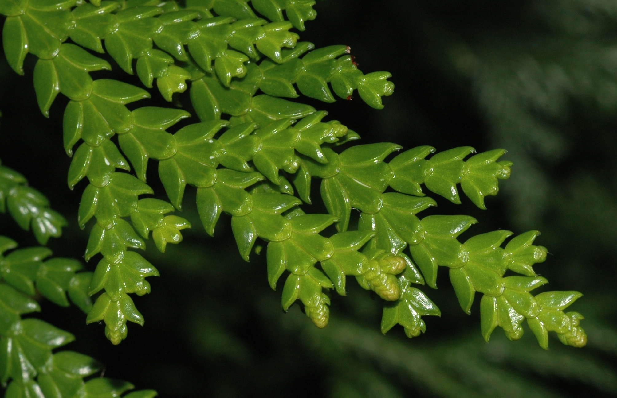 Cupressaceae Thujopsis dolabrata