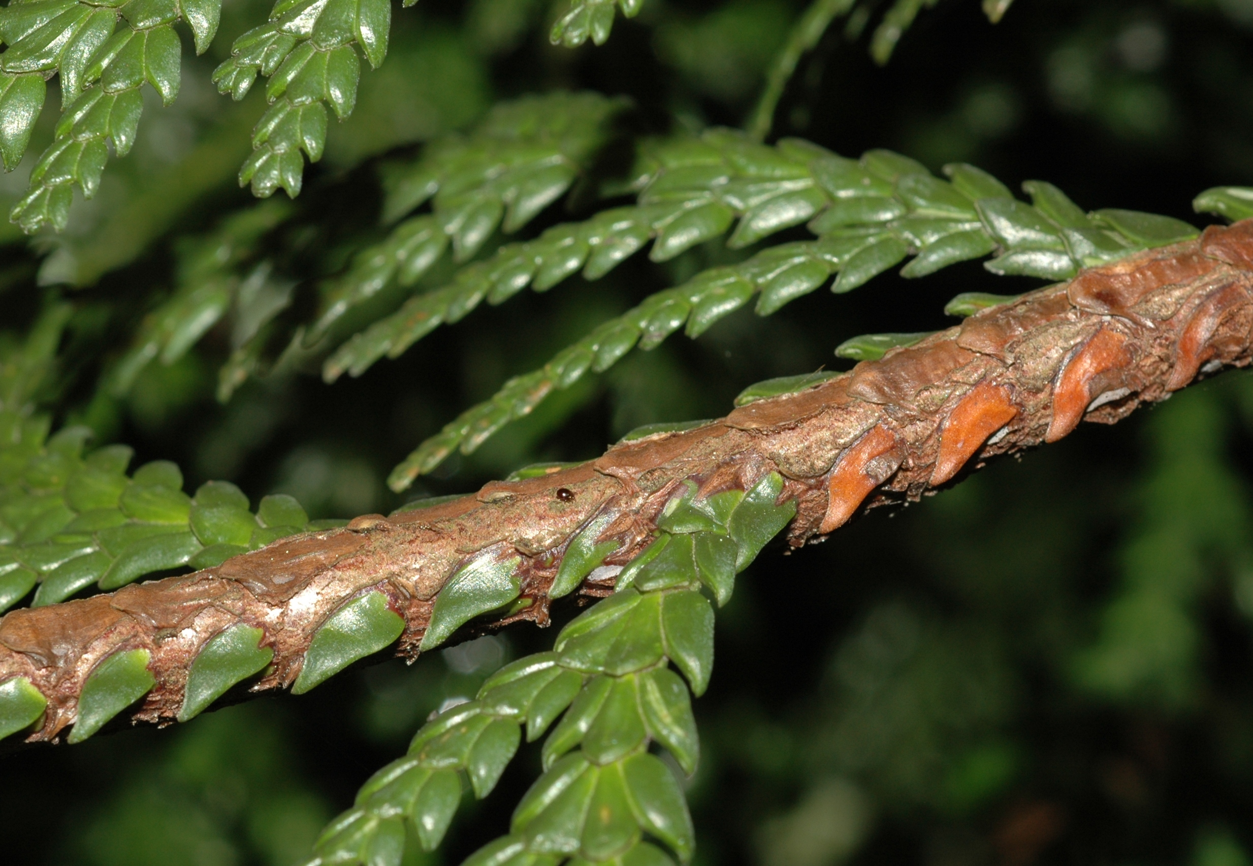 Cupressaceae Thujopsis dolabrata