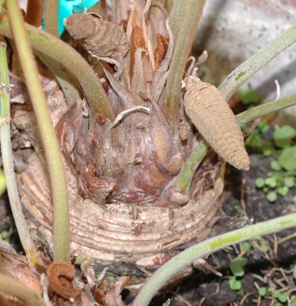 Zamiaceae Zamia furfuracea