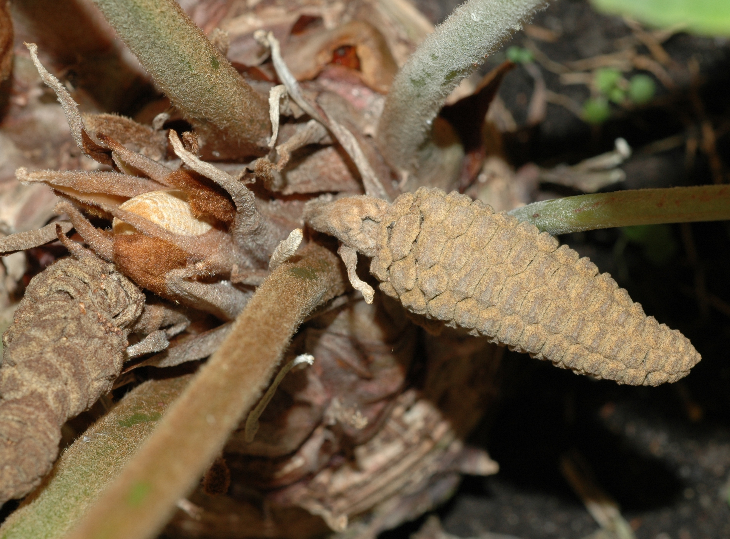 Zamiaceae Zamia furfuracea