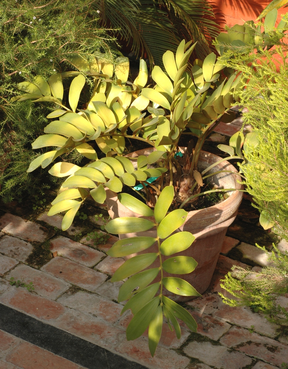 Zamiaceae Zamia furfuracea