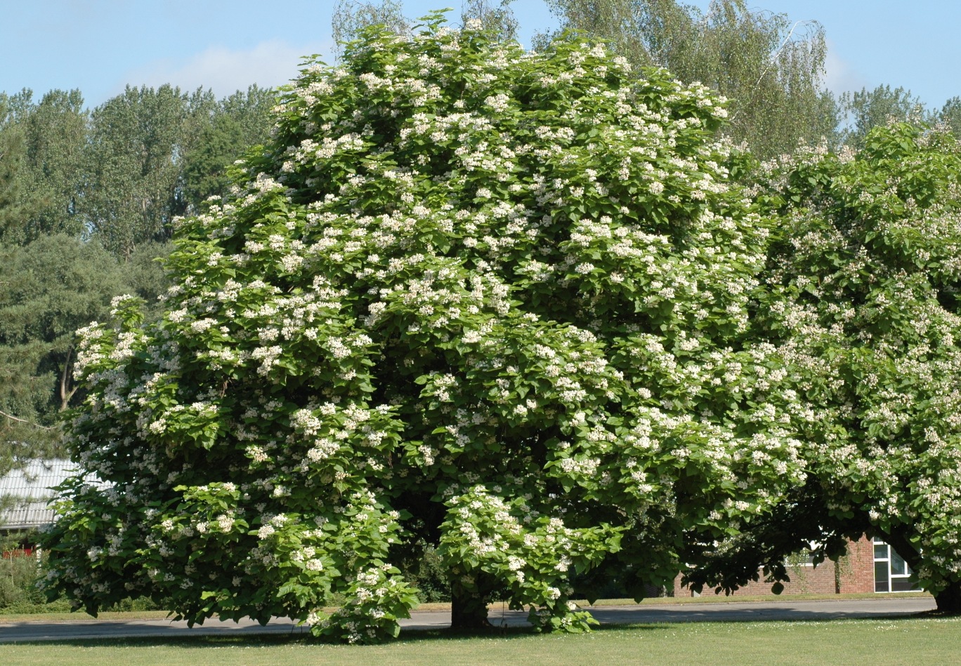 Bignoniaceae Catalpa bignonoides