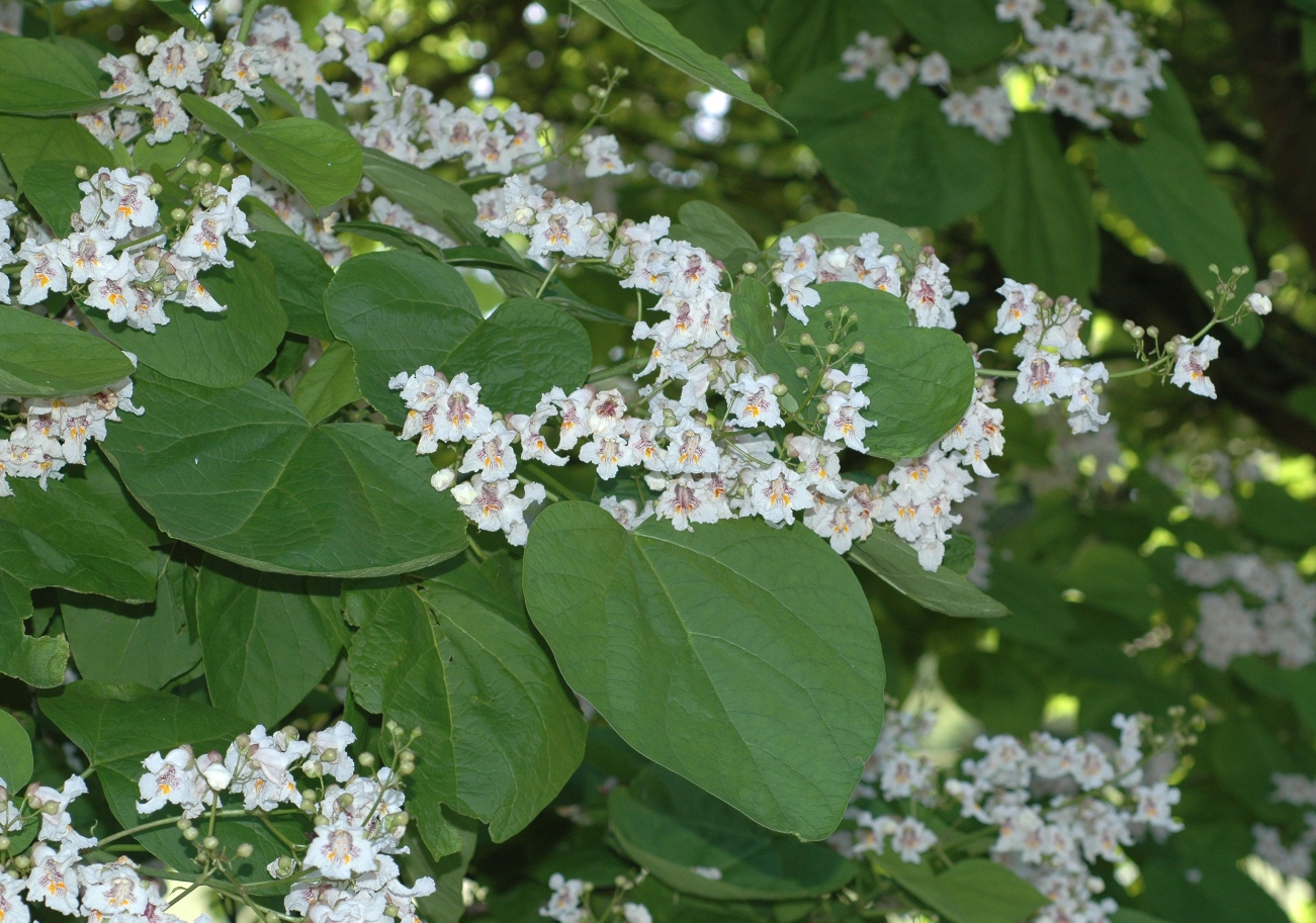 Bignoniaceae Catalpa bignonoides