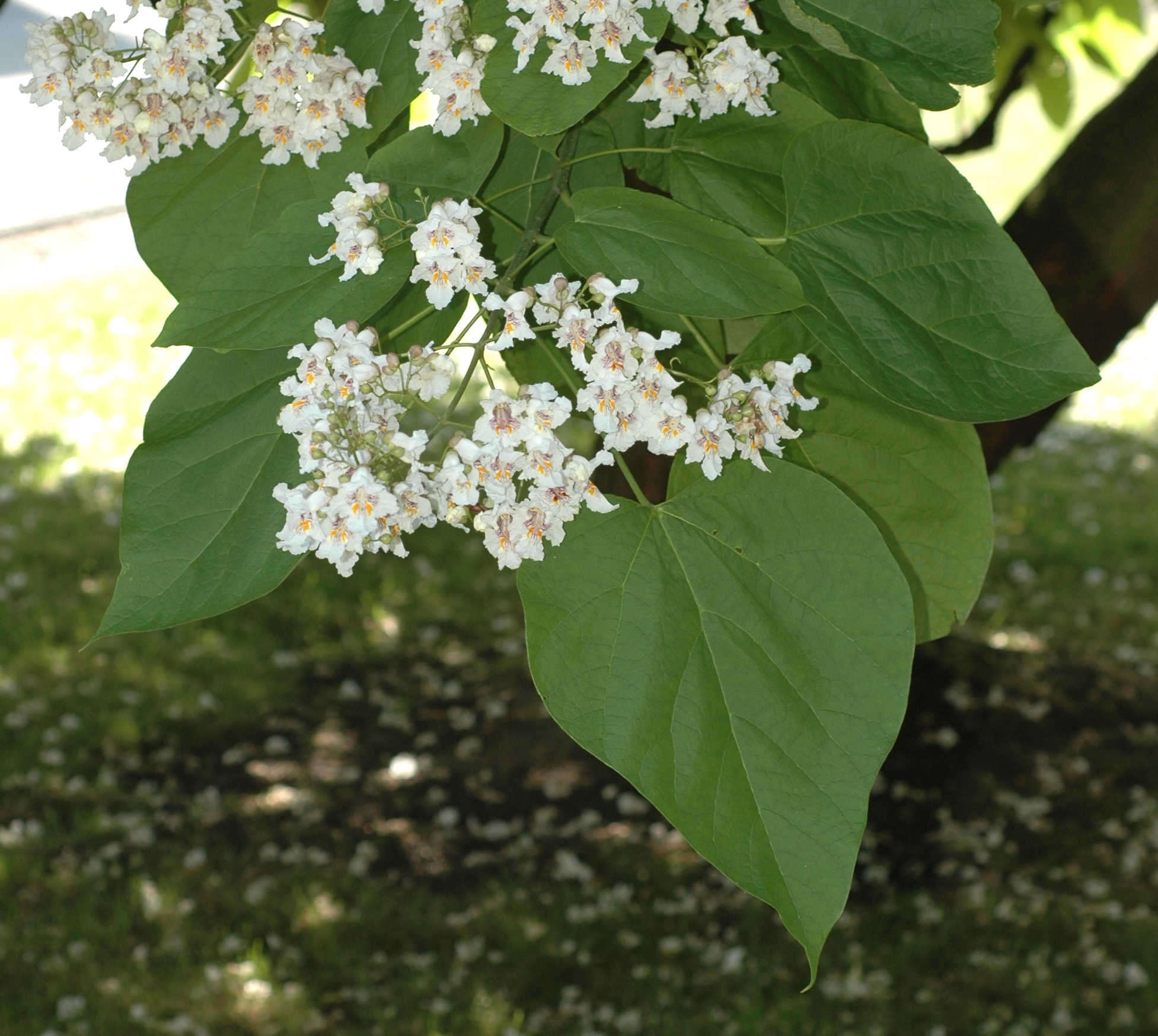 Bignoniaceae Catalpa bignonoides