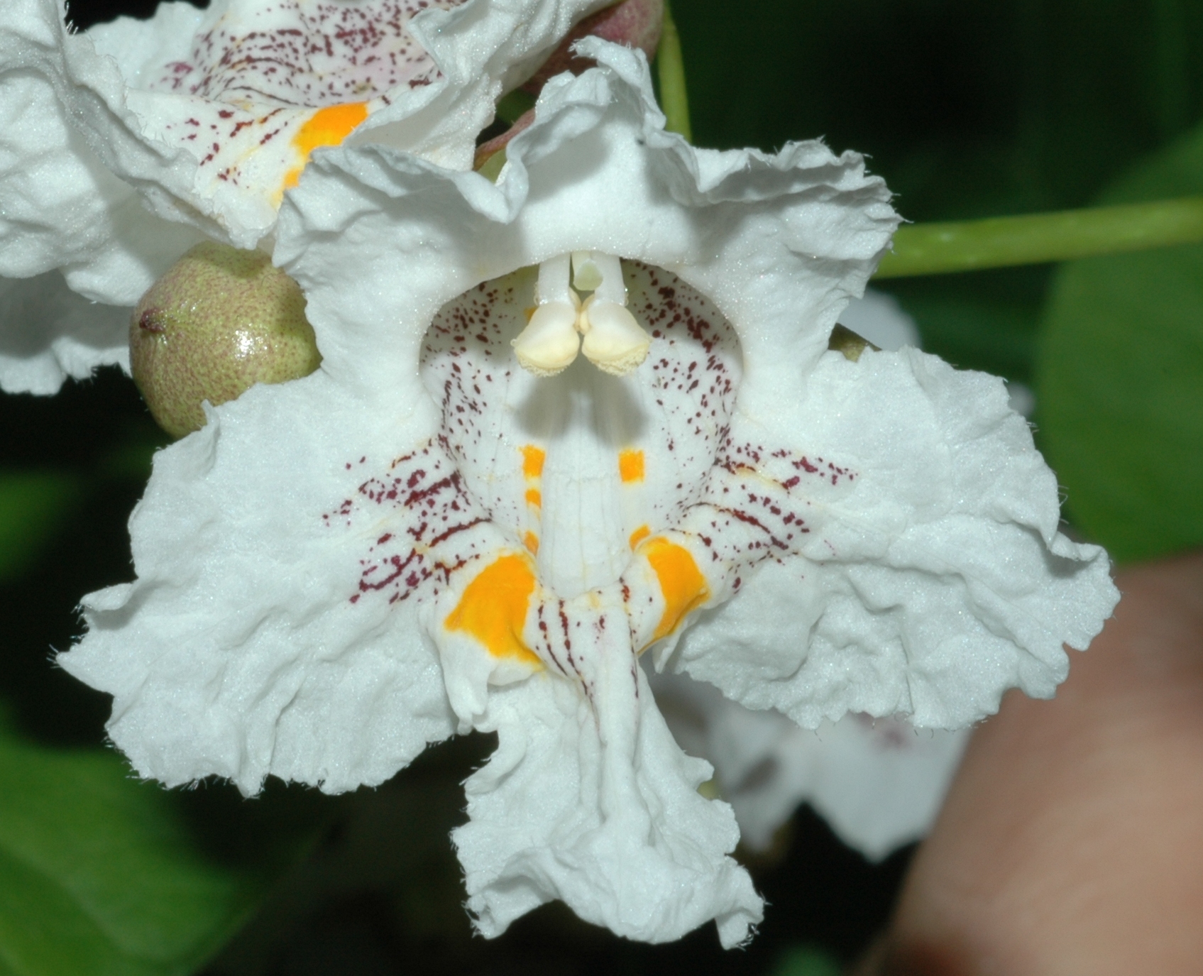 Bignoniaceae Catalpa bignonoides