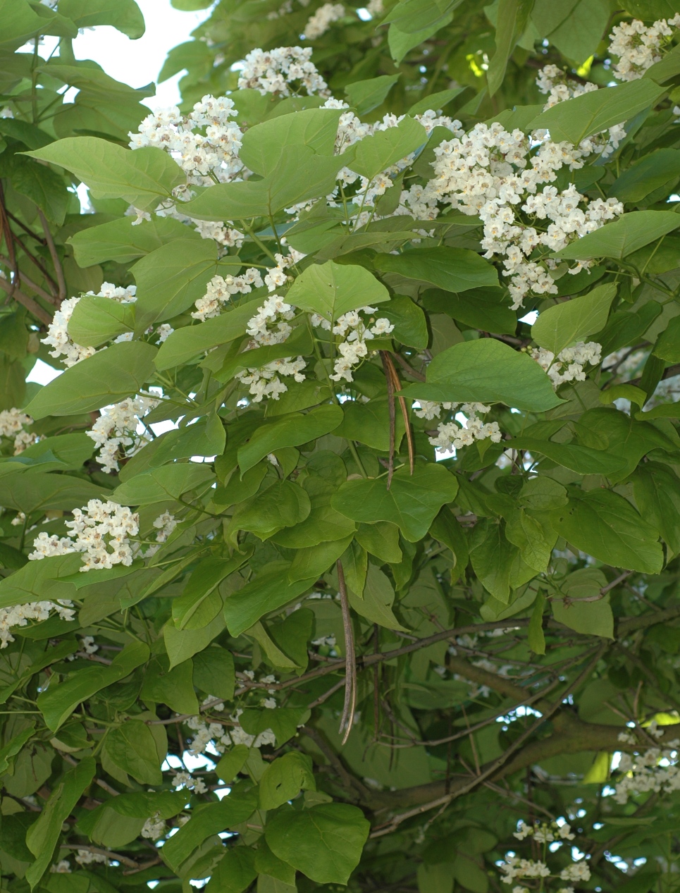 Bignoniaceae Catalpa bignonoides