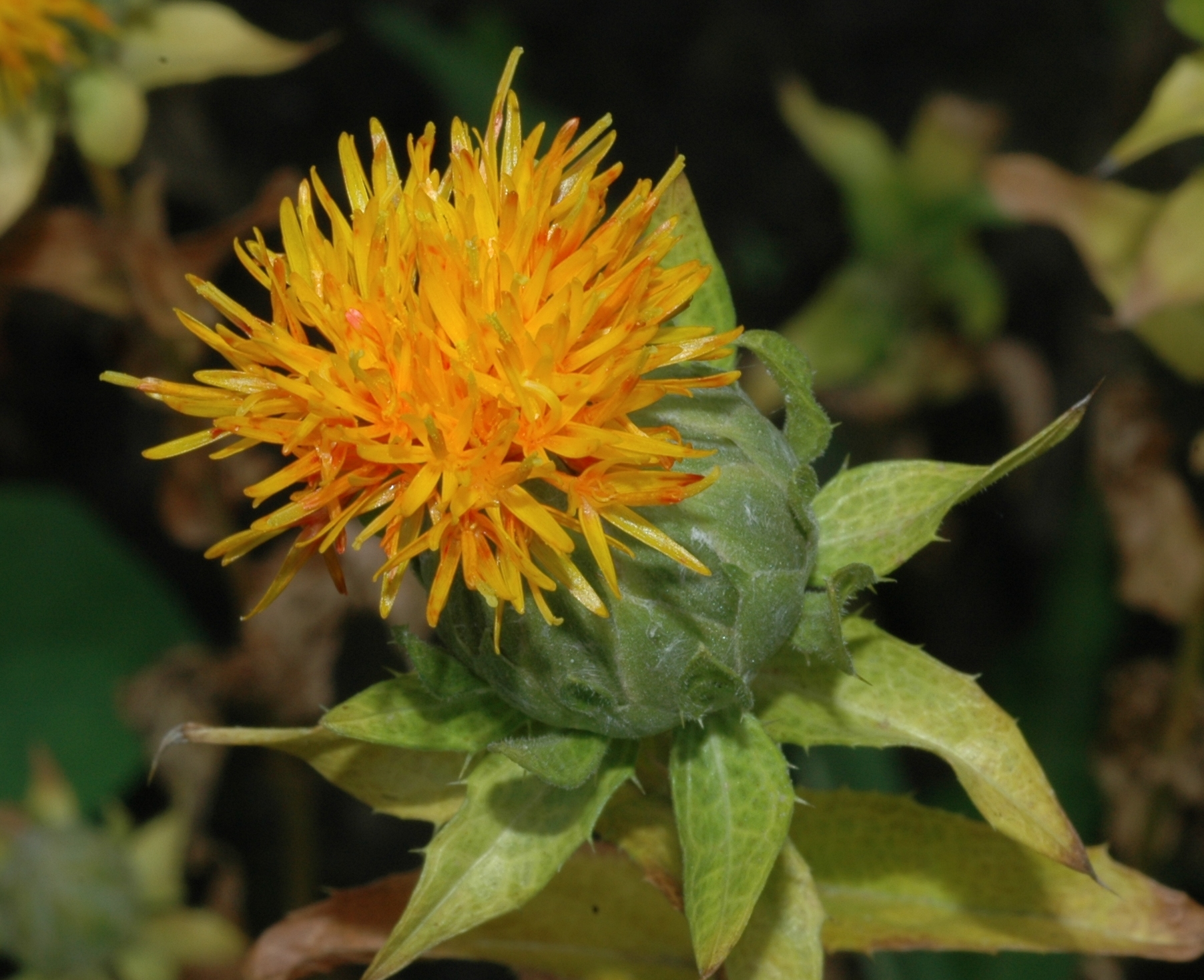 Asteraceae Carthamus tinctorius