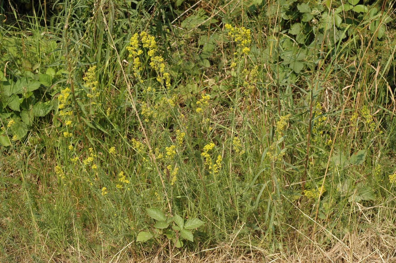 Rubiaceae Galium verum