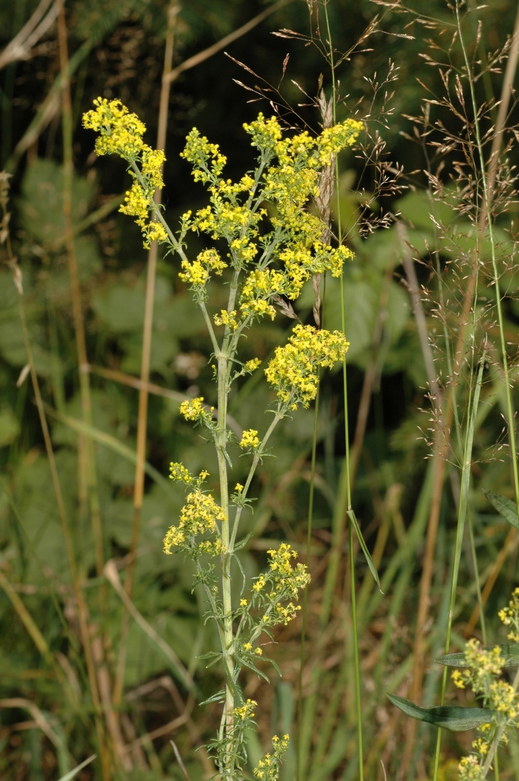 Rubiaceae Galium verum