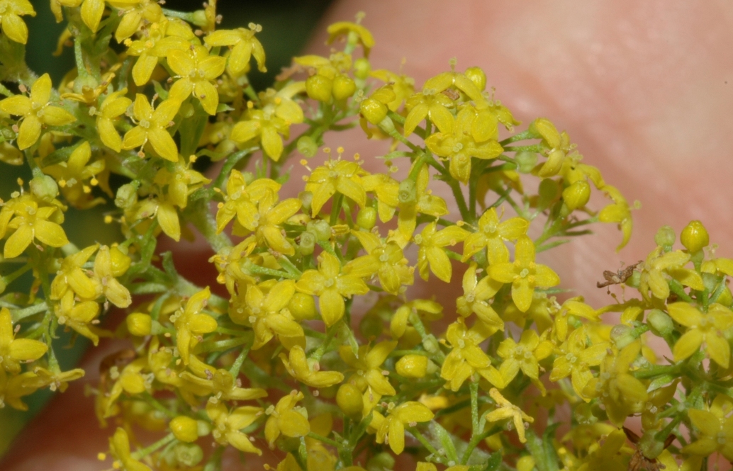 Rubiaceae Galium verum