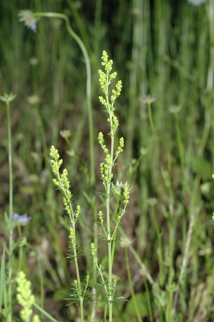 Rubiaceae Galium verum