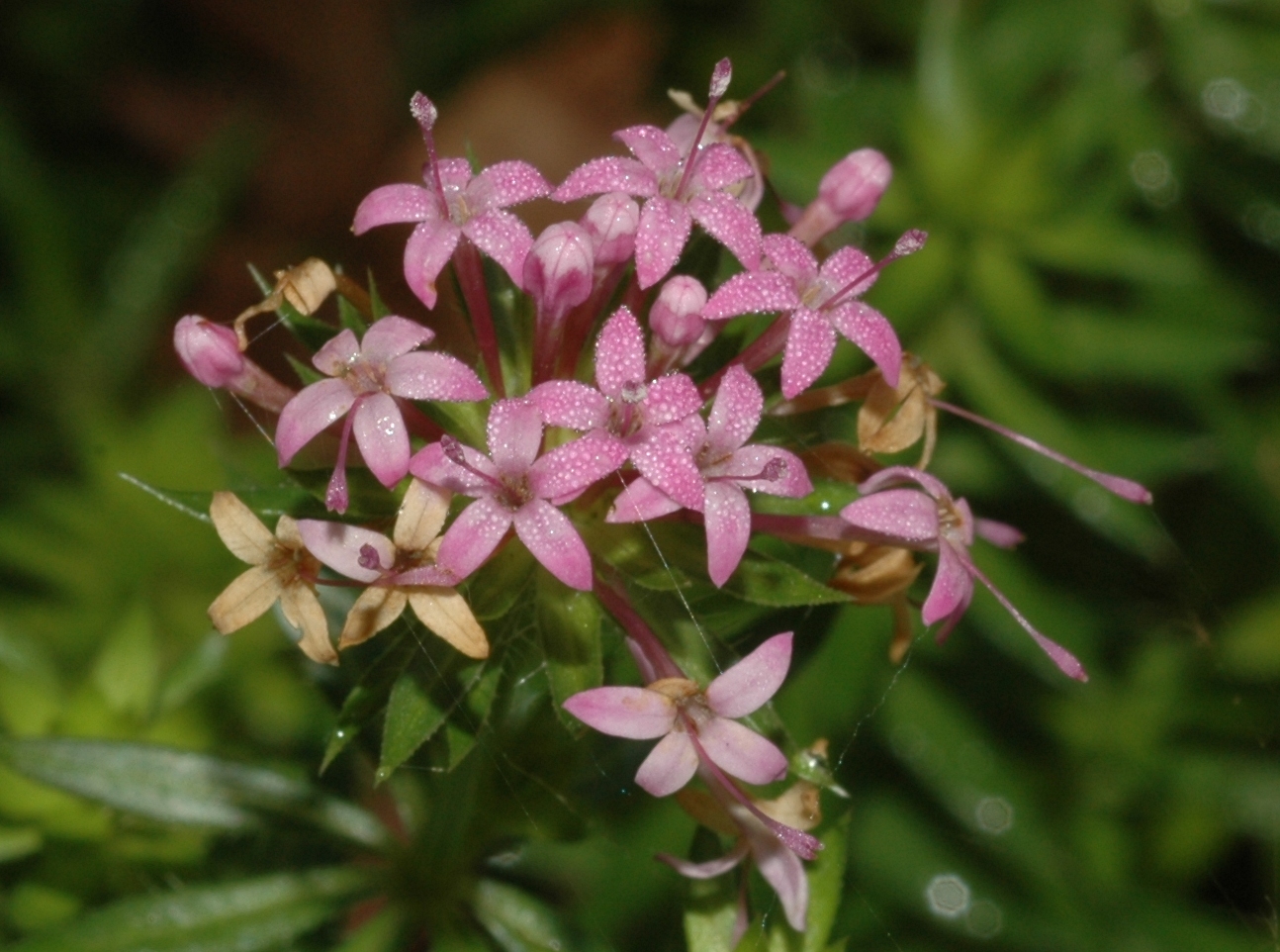 Rubiaceae Phuopsis stylosa