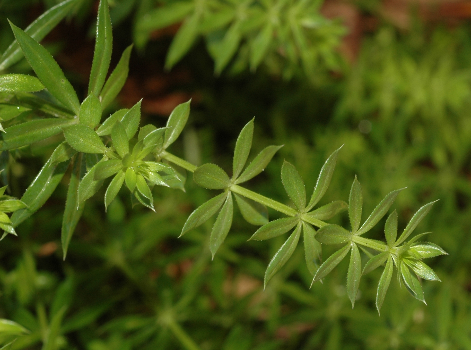 Rubiaceae Phuopsis stylosa