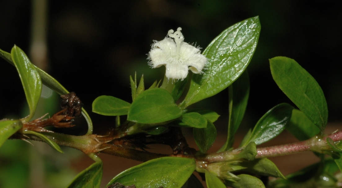 Rubiaceae Serissa foetida