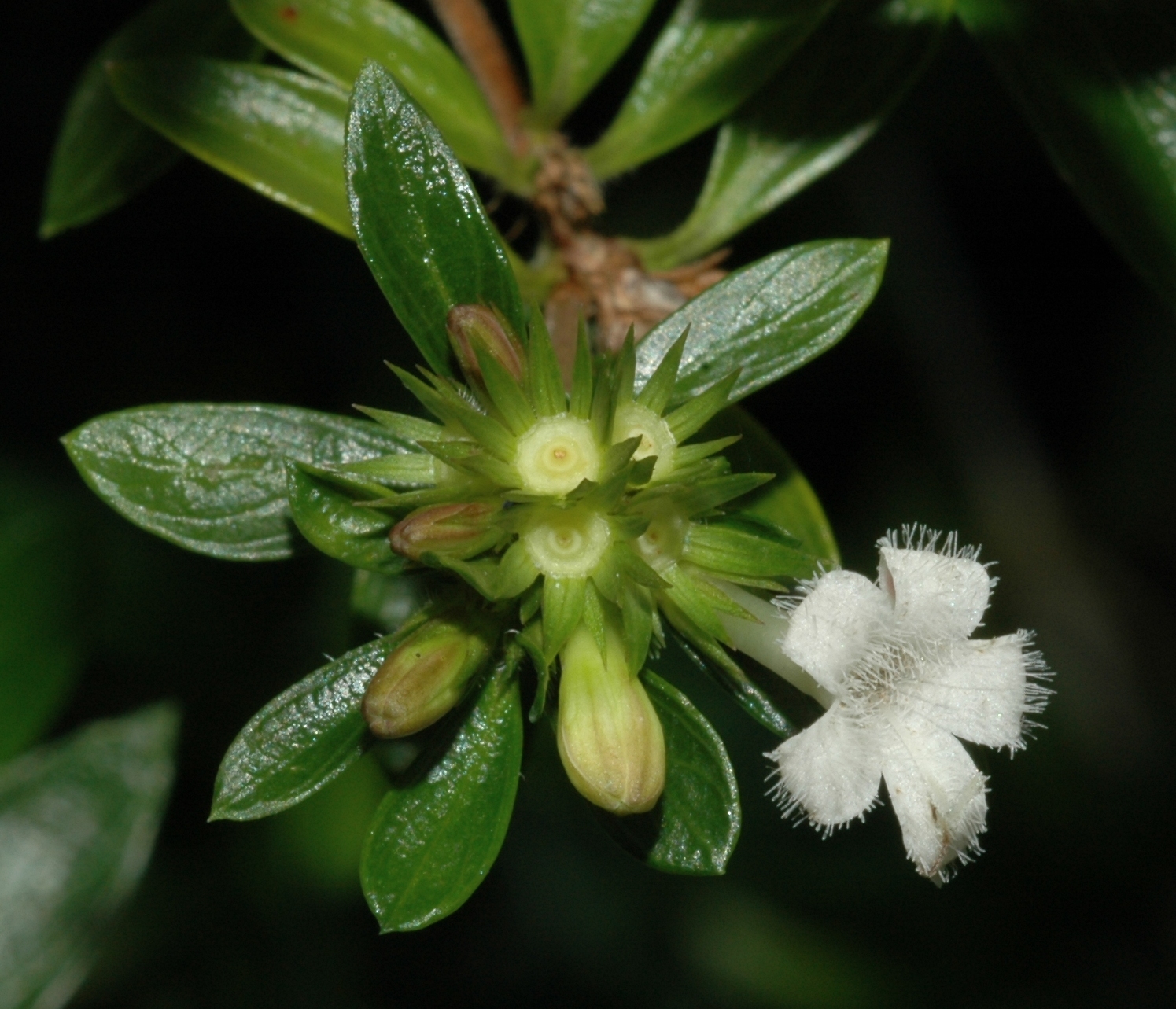 Rubiaceae Serissa foetida