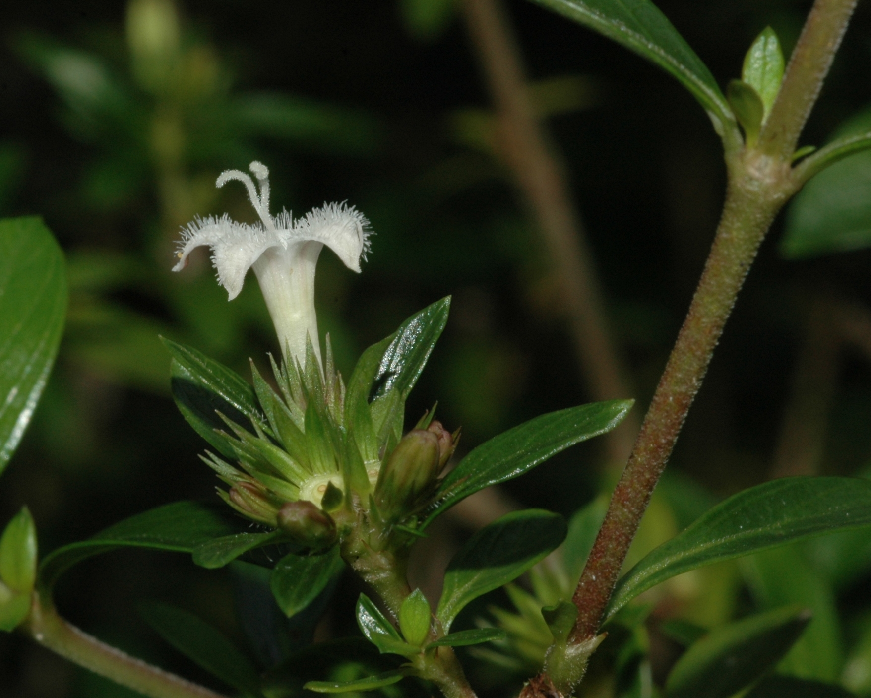 Rubiaceae Serissa foetida