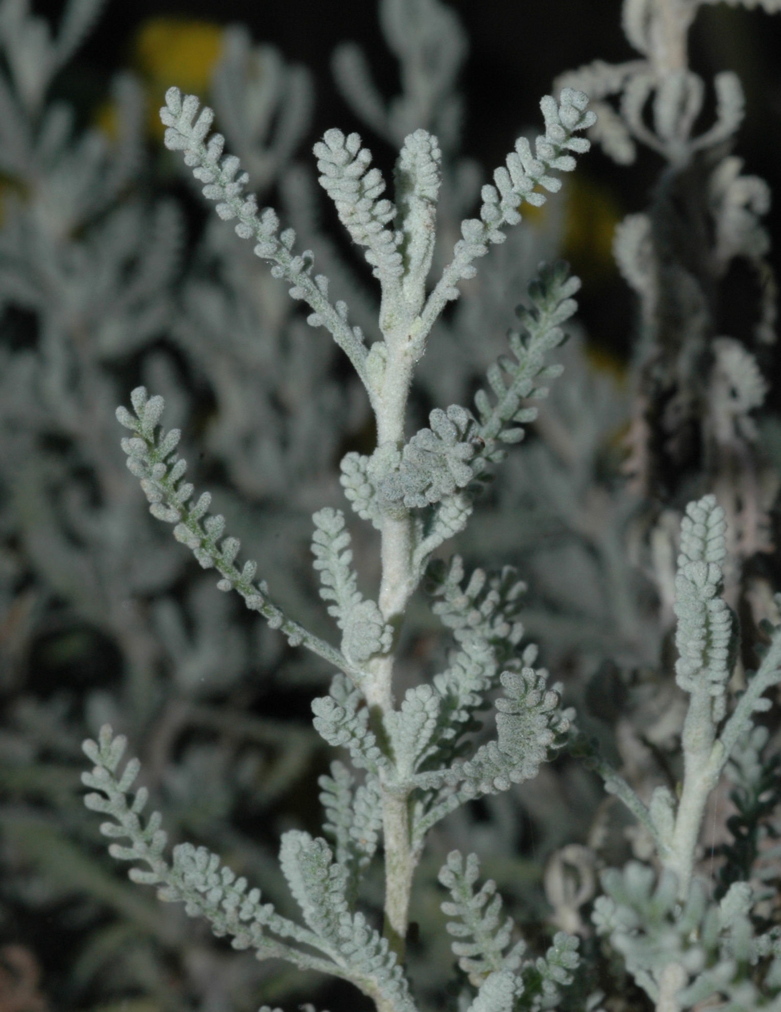 Asteraceae Santolina chamaecyparissus