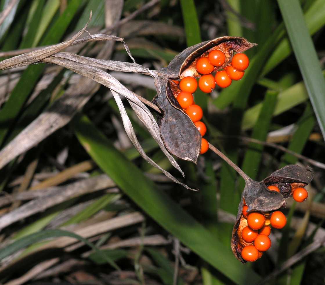 Iridaceae Iris foetidissima