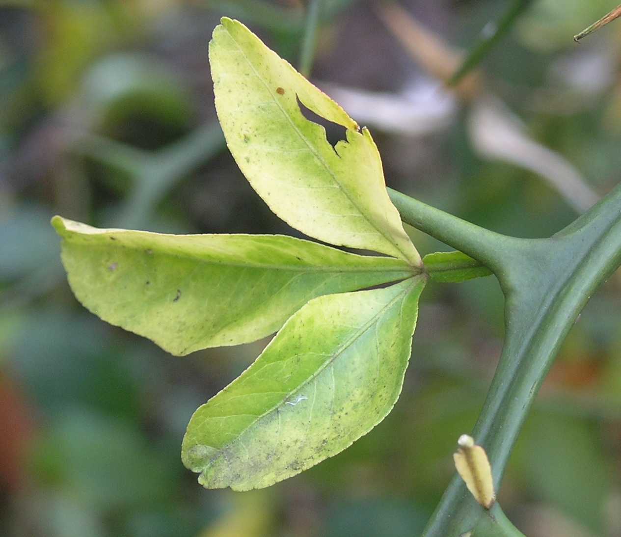 Rutaceae Poncirus trifoliata