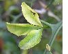 image of Poncirus trifoliata