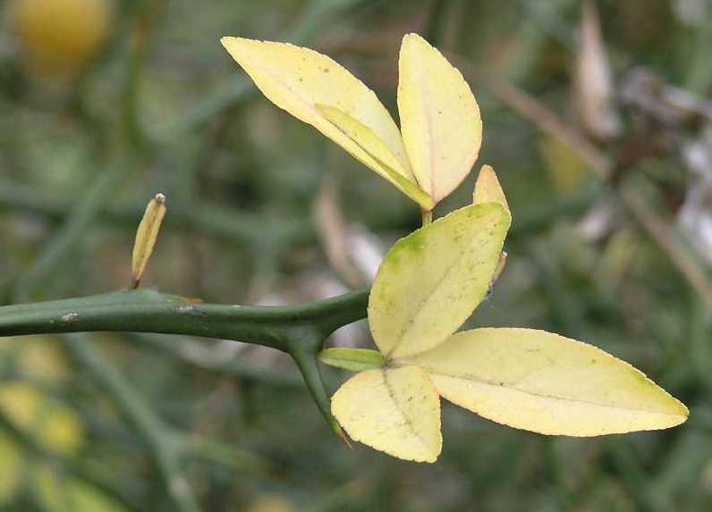 Rutaceae Poncirus trifoliata