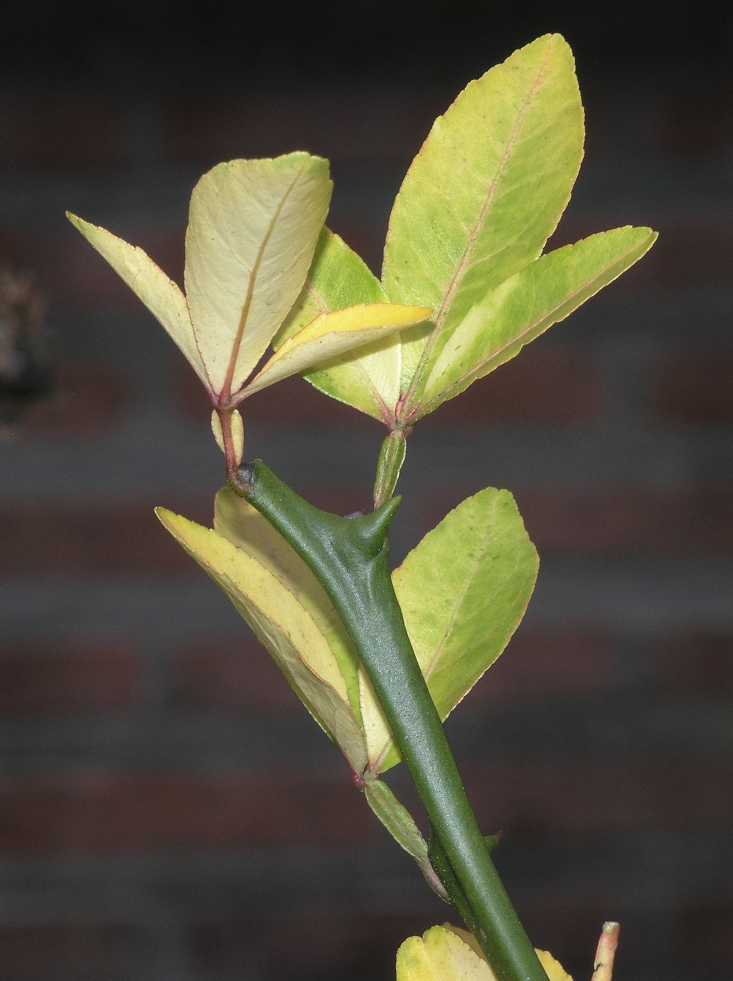 Rutaceae Poncirus trifoliata