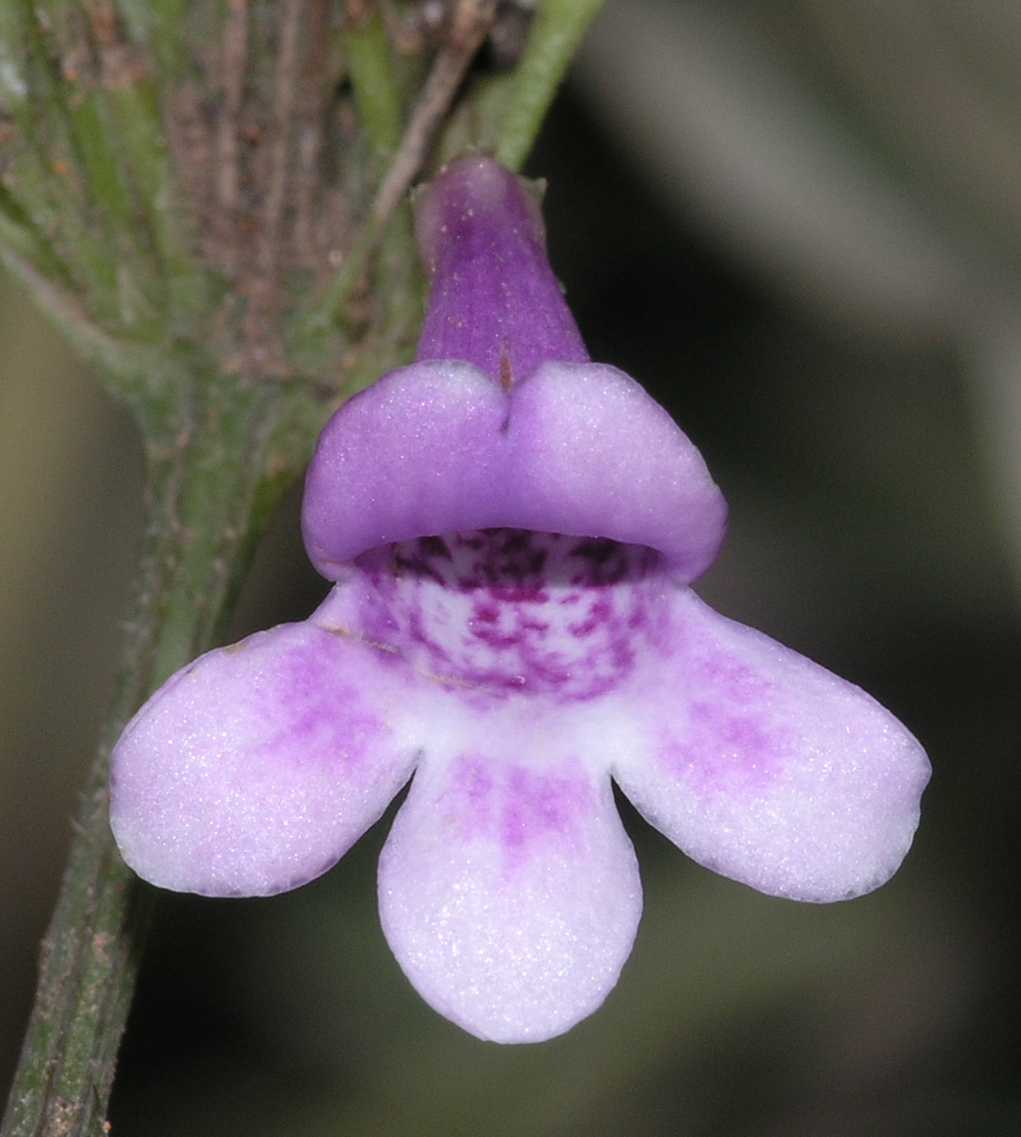 Plantaginaceae Tetranema mexicanum