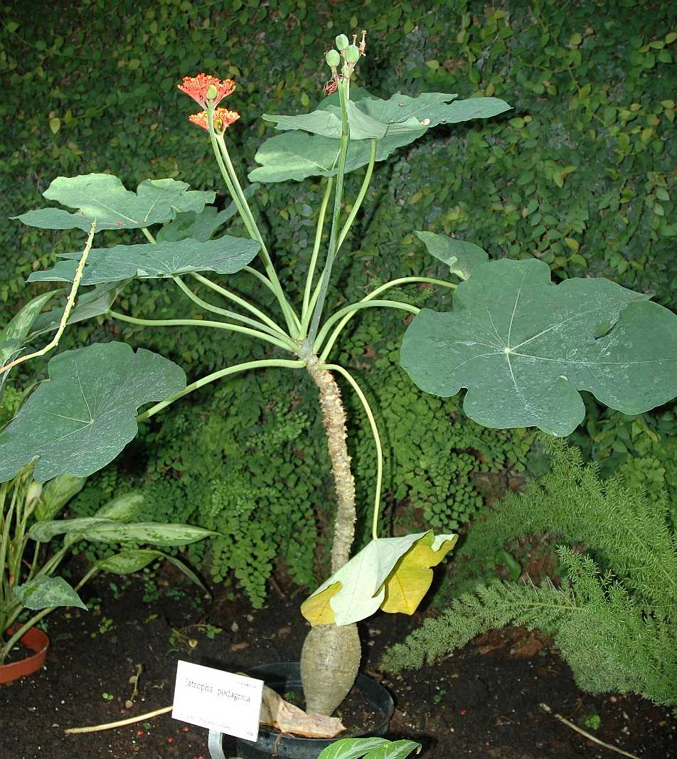 Euphorbiaceae Jatropha podagrica