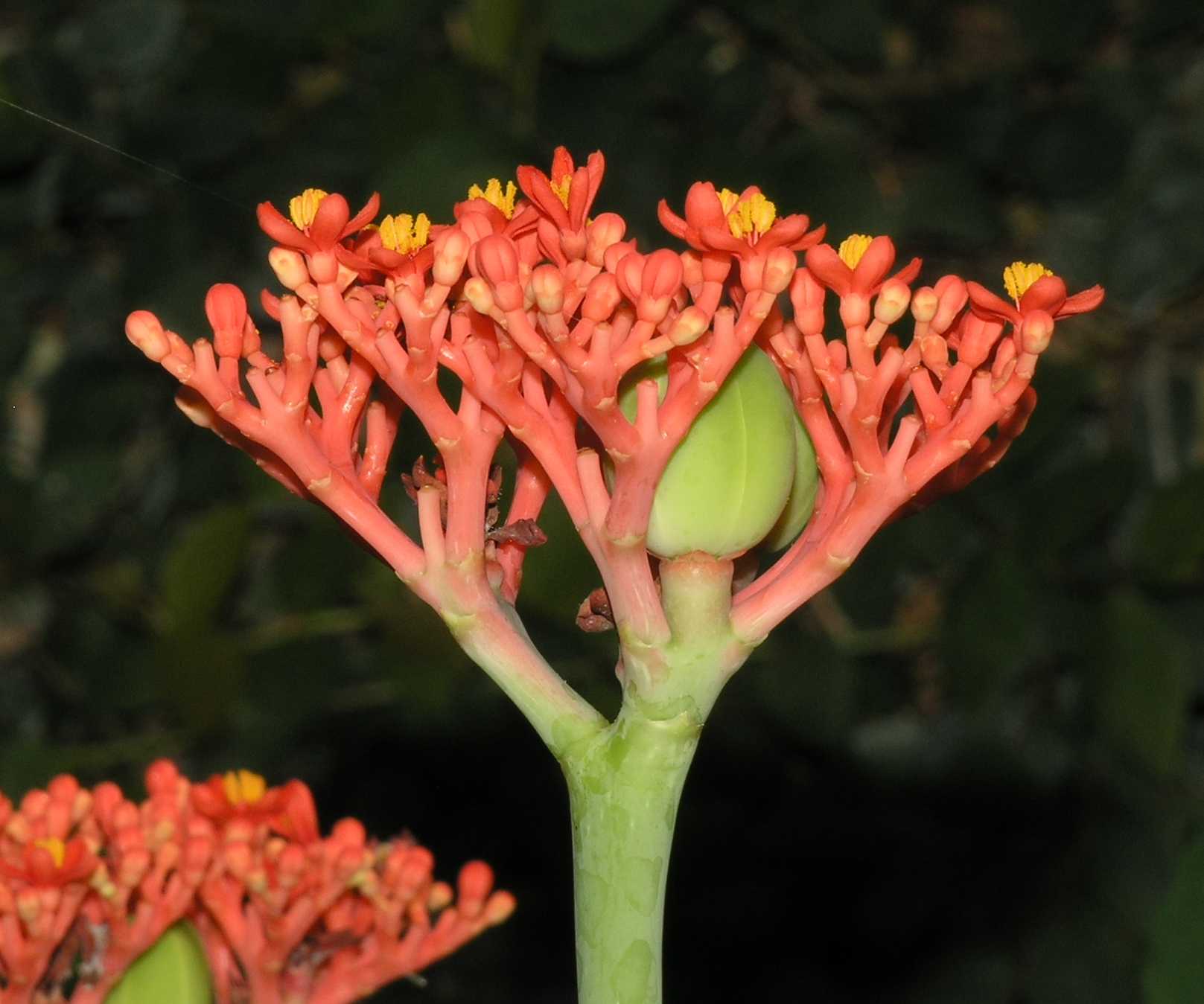 Euphorbiaceae Jatropha podagrica