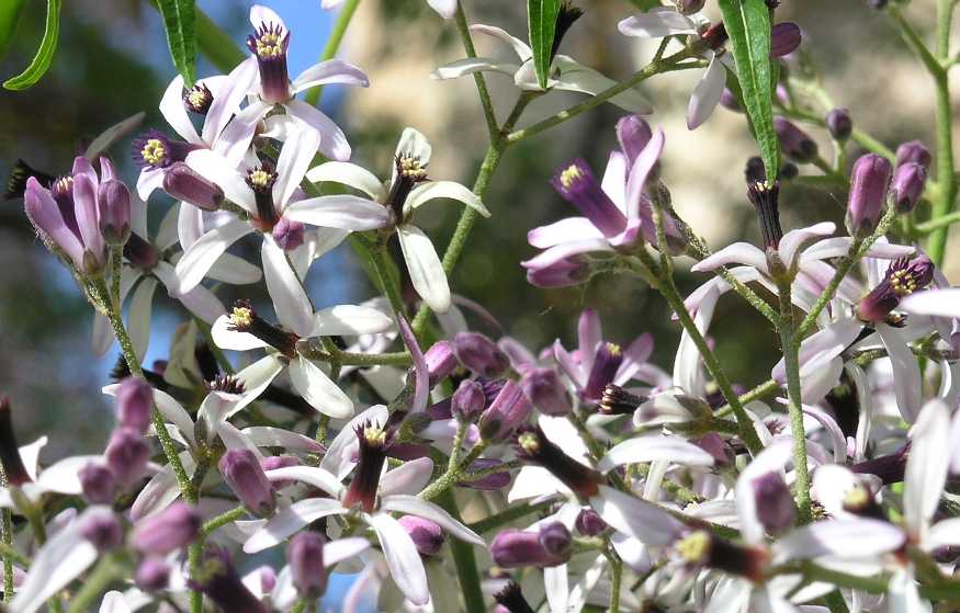 Meliaceae Melia azedarach