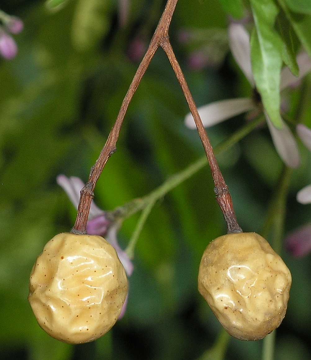 Meliaceae Melia azedarach