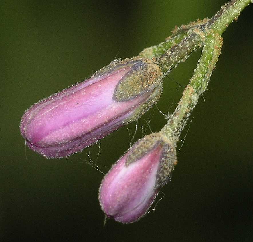 Meliaceae Melia azedarach